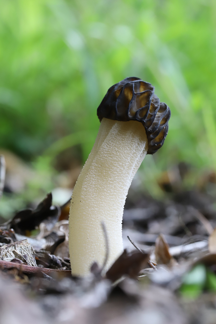 Photo by Phil Townsend Morchella semilibera by Phil Townsend